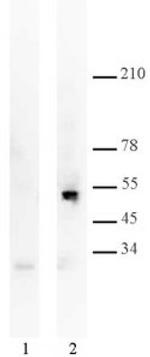 p53 Antibody in Western Blot (WB)