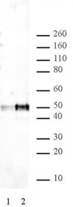p53 Antibody in Western Blot (WB)
