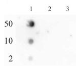 Phospho-RNA pol II CTD (Ser2) Antibody in Dot Blot (DB)