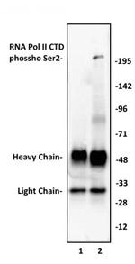 Phospho-RNA pol II CTD (Ser2) Antibody in Immunoprecipitation (IP)