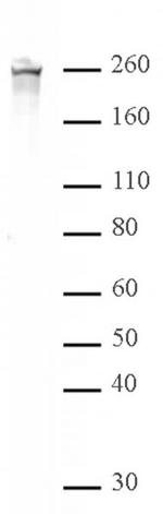 Phospho-RNA pol II CTD (Ser2) Antibody in Western Blot (WB)