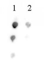 Histone H2BK46ac Antibody in Dot Blot (DB)