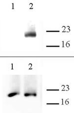 Histone H3.cs1 Antibody in Western Blot (WB)