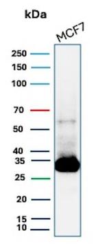 Galectin-3 (LGALS3) (Thyroid Cell Marker) Antibody in Western Blot (WB)