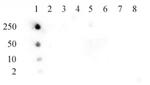 Histone H4K5ac Antibody in Dot Blot (DB)