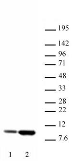 Histone H4K5ac Antibody in Western Blot (WB)