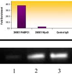 Histone H3K18ac Antibody in ChIP Assay (ChIP)