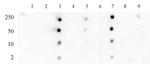 Histone H3K18ac Antibody in Dot Blot (DB)