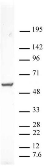 PXR Antibody in Western Blot (WB)