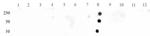 Phospho-STAT3 (Tyr705) Antibody in Dot Blot (DB)