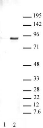 Phospho-STAT3 (Tyr705) Antibody in Western Blot (WB)