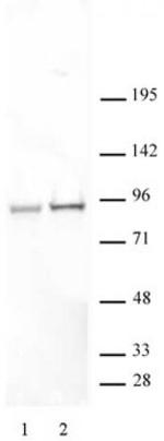 Phospho-STAT5A/B (Ser726, Ser731) Antibody in Western Blot (WB)