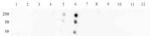 Phospho-STAT3 (Ser727) Antibody in Dot Blot (DB)
