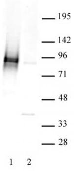 Phospho-STAT3 (Ser727) Antibody in Western Blot (WB)