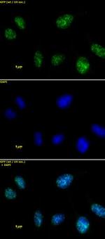 HMGA1 Antibody in Immunocytochemistry (ICC/IF)