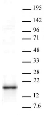 HMGA1 Antibody in Western Blot (WB)