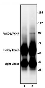 FOXO1/FKHR Antibody in Immunoprecipitation (IP)