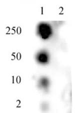 Phospho-SMC1 (Ser957) Antibody in Dot Blot (DB)