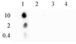 Phospho-Histone H3 (Ser10) Antibody in Dot Blot (DB)