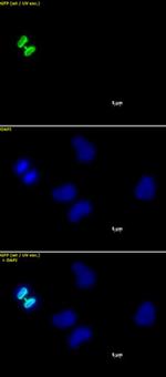 Phospho-Histone H3 (Ser10) Antibody in Immunocytochemistry (ICC/IF)