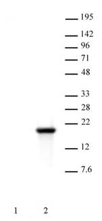 Phospho-Histone H3 (Ser10) Antibody in Western Blot (WB)