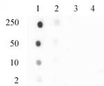 Phospho-Histone H3.3 (Ser31) Antibody in Dot Blot (DB)