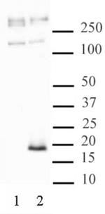 Phospho-Histone H3.3 (Ser31) Antibody in Western Blot (WB)