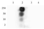 Phospho-HP1 gamma (Ser93) Antibody in Dot Blot (DB)