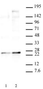 Phospho-HP1 gamma (Ser93) Antibody in Western Blot (WB)