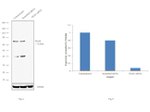 PIAS1 Antibody in Western Blot (WB)