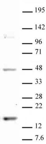 Histone H3K18me1 Antibody in Western Blot (WB)
