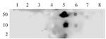 Phospho-NFkB p65 (Ser536) Antibody in Dot Blot (DB)