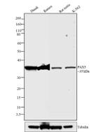 PAX5 Antibody in Western Blot (WB)
