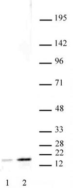 Histone H3K27ac Antibody in Western Blot (WB)