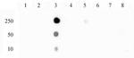 Phospho-NFkB p65 (Ser529) Antibody in Dot Blot (DB)
