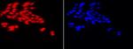Histone H3K18ac Antibody in Immunocytochemistry (ICC/IF)