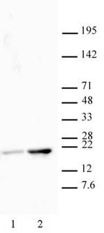 Histone H3K18ac Antibody in Western Blot (WB)