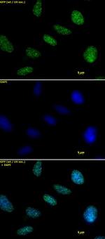 Histone H1 Antibody in Immunocytochemistry (ICC/IF)