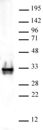 Histone H1 Antibody in Western Blot (WB)