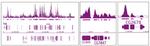 Histone H2Av Antibody in ChIP-Sequencing (ChIP-Seq)