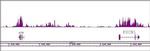 Histone H4K20me1 Antibody in ChIP-Sequencing (ChIP-Seq)