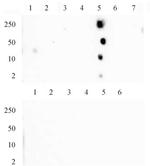 Histone H4K20me1 Antibody in Dot Blot (DB)