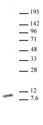 Histone H4K20me1 Antibody in Western Blot (WB)
