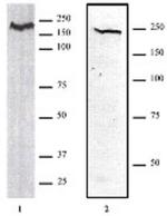 CHD1 Antibody in Western Blot (WB)