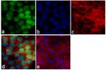 MINA53 Monoclonal Antibody (M532)