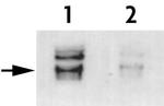 Phospho-Histone H3 (Thr45) Antibody in Western Blot (WB)