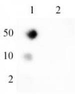 Ubiquitin Antibody in Dot Blot (DB)