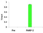 PARP-2 Antibody in ChIP Assay (ChIP)