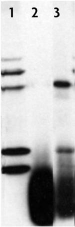 PARP-2 Antibody in Immunoprecipitation (IP)