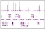Phospho-RNA pol II CTD (Ser5) Antibody in ChIP-Sequencing (ChIP-Seq)